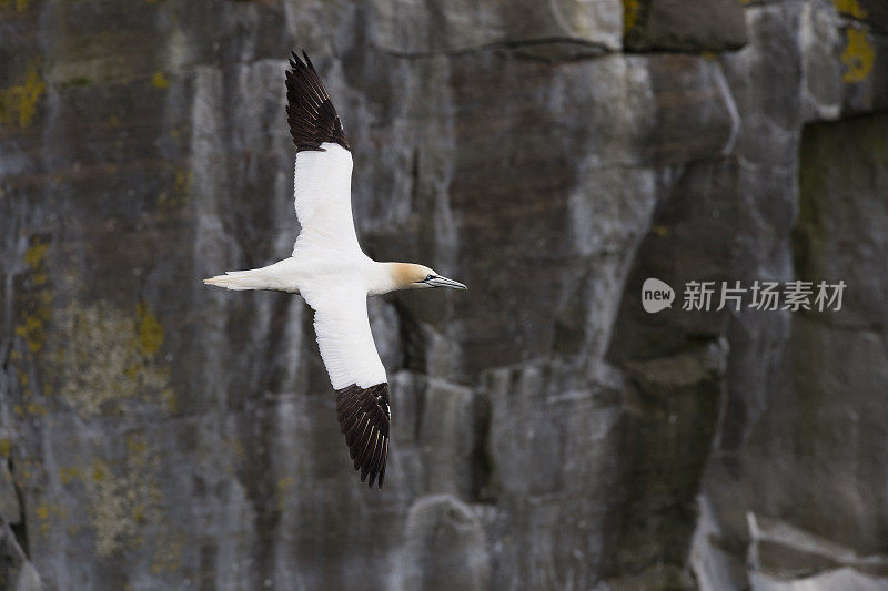 北塘鹅，Morus Bassanus，在飞行中